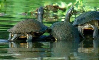 turtles-Lake-Gatun-Panama