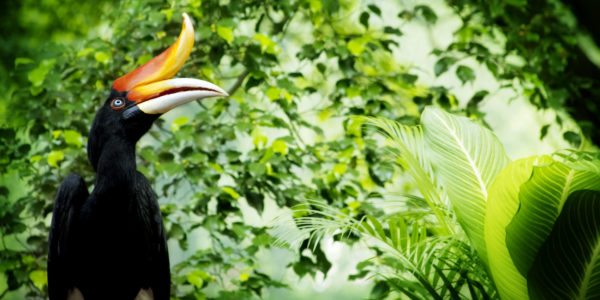 LandingPage-Malaysia-Hornbill-Borneo