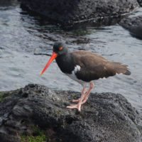 Oystercatcher-bird-Galapagos-Ecuador