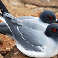 Swallow-tailed Gull-galapagos-ecuador