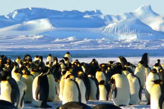 emperor-penguins-antarctica