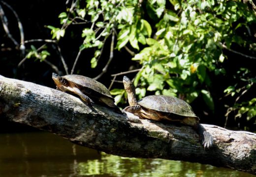 turtles-Tortuguero-Costa-Rica