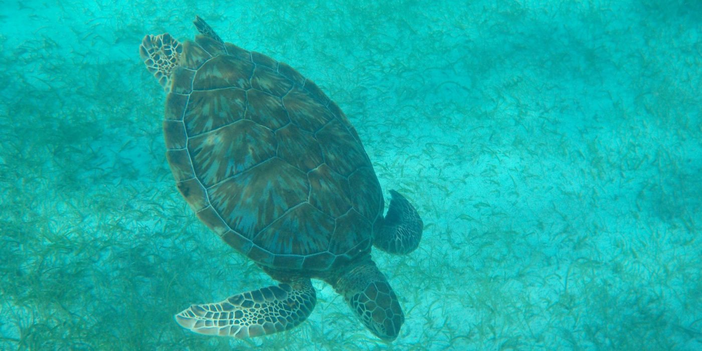 HOL-CHAN-Sea-Turtle-Belize
