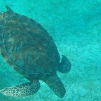 HOL-CHAN-Sea-Turtle-Belize