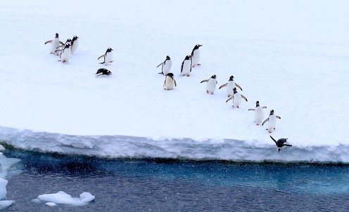 Penquins-Antarctica