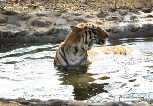 tiger-ranthambore-india