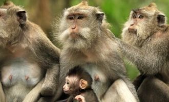 Bali-Monkeys
