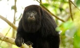 Belize-Howler-monkey