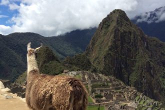 Majestic-Lama-Machu-Pichu