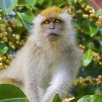 Monkey_Bali
