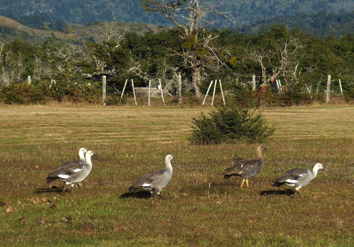 Patagonia-geese-chile