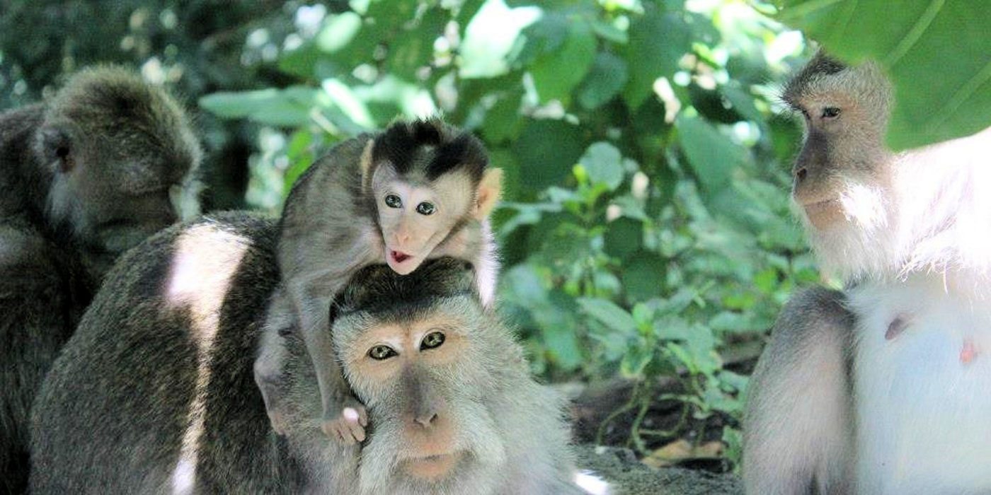 bali-ubud-monkey-forest-indonesia