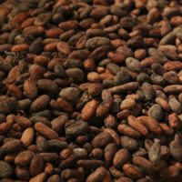 cocoa-beans