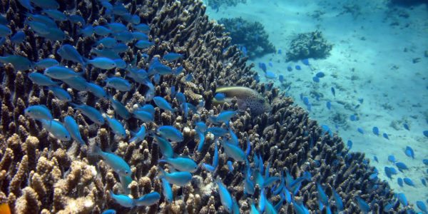 gili-coral-indonesia