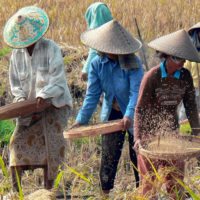 indonesia-bali-rice-harvest
