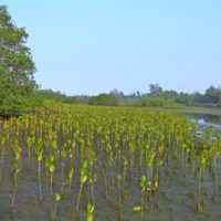 mangrove-bali-indonesia