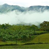hacienda-bambusa-view-colombia