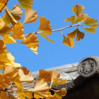 ginkgo-leaves-fall-autumn-golden-china