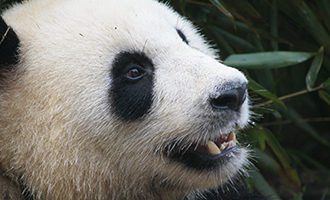 panda-bear-black-white-china