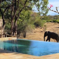 elephant_by_pool