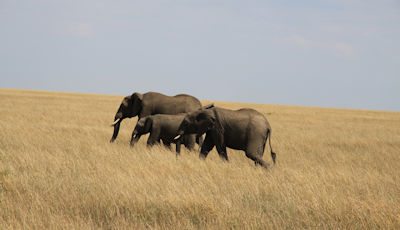 elephants-shaba-national-reserve