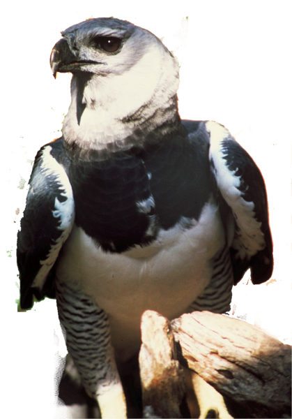 harpy-eagle-peru