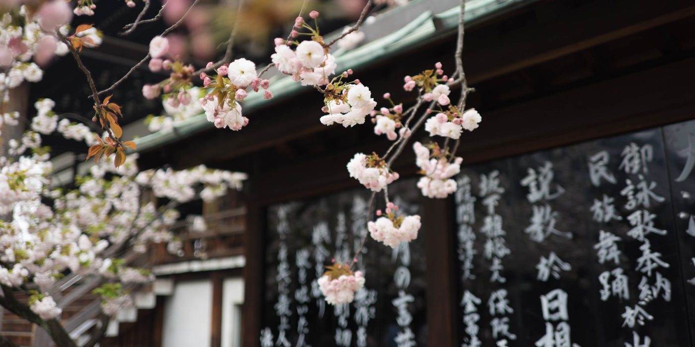japan-cherry-blossom-flowers