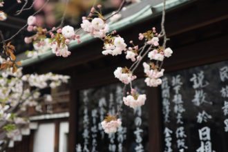 japan-cherry-blossom-flowers