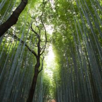 Kyoto-bamboo-forest-Japan