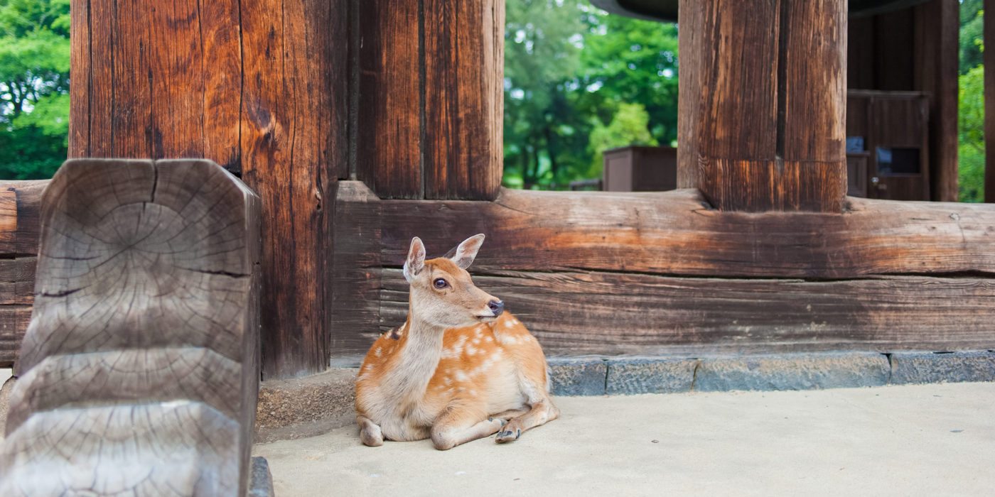 Nara-Japan-deer.