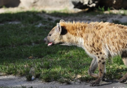 ruaha-national-park-hyena