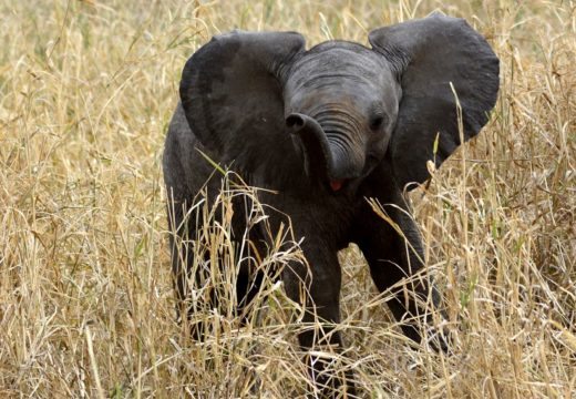 selous-game-reserve-elephant