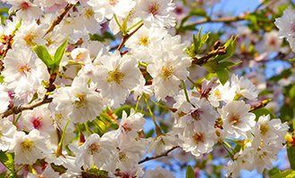 cherry-blossom-japan