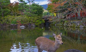 nara-biche-lake-japan-trees-deer
