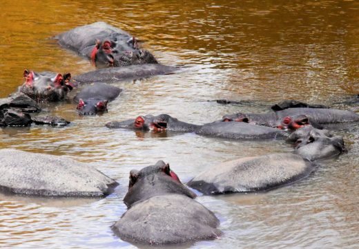 saadani-national-park-hippos
