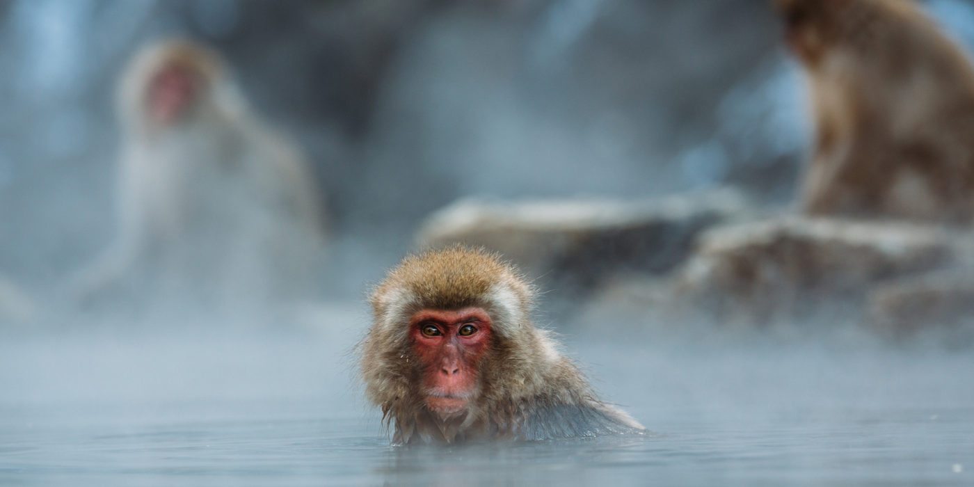 snow-monkeys-macaque-japan2
