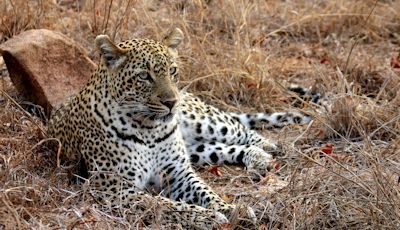 south_africa_leopard