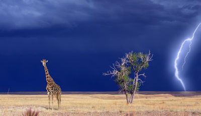 thornybush-giraffe-place-image