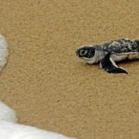turtle-hatching