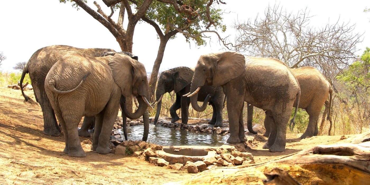 elephants-at-water-hole