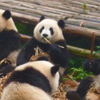 giant-panda-bear-family-china