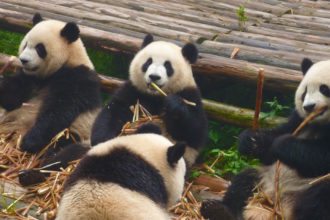 giant-panda-bear-family-china