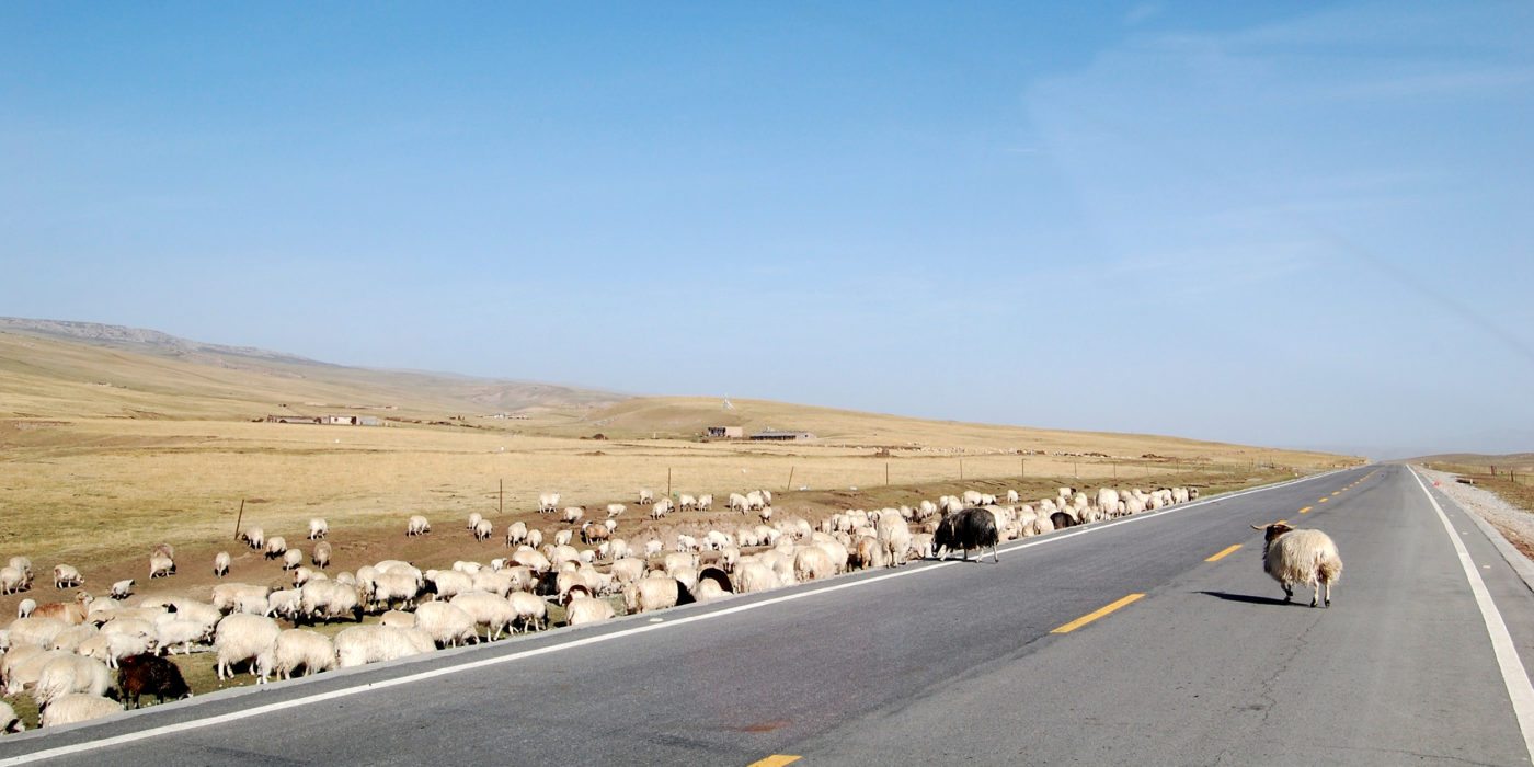 qinghai-tibet-plateau-flock
