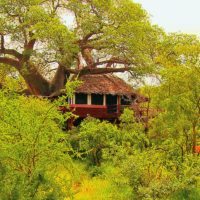 treetops-tree-house