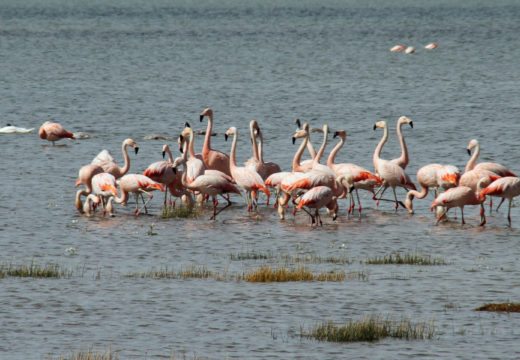 flamingos-chubut-argentina
