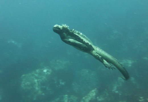 marine-iguana-puerto-villamil-place