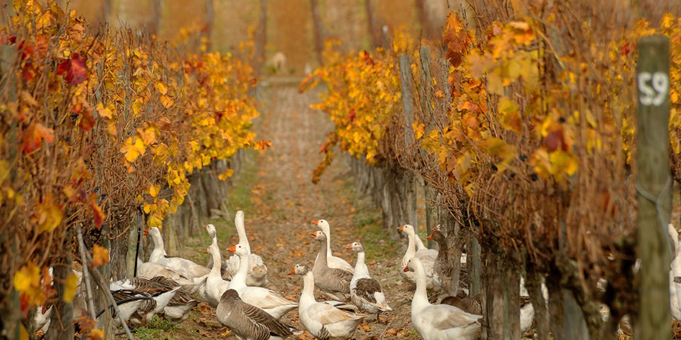 matetic-vineyard-geese