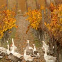 matetic-vineyard-geese