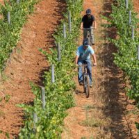 matetik-bike-vineyard