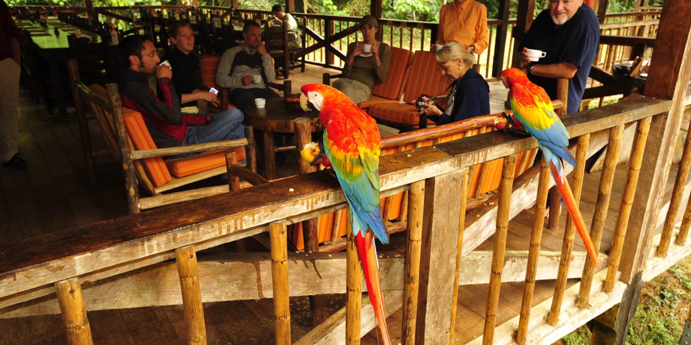 tambopata-parrots